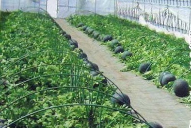Kỹ thuật trồng dưa hấu đen năng suất vượt trội