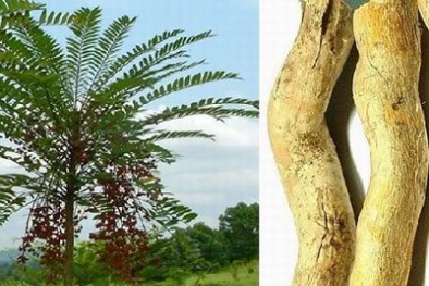 Sử dụng và phát triển bền vững nguồn gen Mật nhân làm nguyên liệu sản xuất thuốc