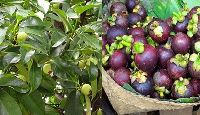 Kỹ thuật trồng cây măng cụt cho quả sai trĩu cành, ăn không xuể