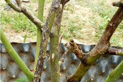 Vài bước đơn giản xử lý tình trạng cây hoa hồng chết nhánh