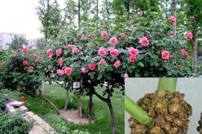 Tuyệt chiêu phòng trị bệnh sùi cành trên hoa hồng cực đơn giản