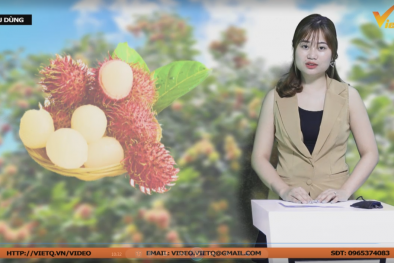 Bản tin Tiêu dùng: Thị trường điều hòa sôi động trước hè với nhiều khuyến mại lớn