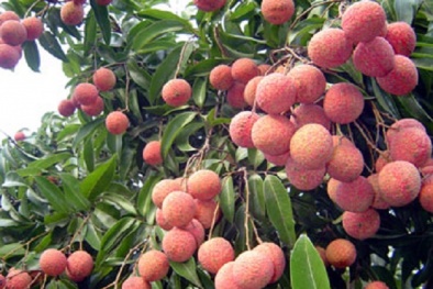 Kỹ thuật trồng cây vải không hạt năng suất vượt trội, thu nhập khủng
