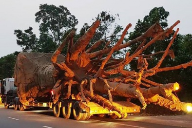 Xe chở cây 'quái thú' nghênh ngang trên quốc lộ: Bộ GTVT nói gì?