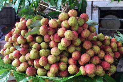 Bất ngờ với giá vải sớm đầu mùa 