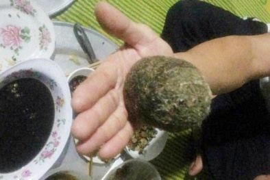 Nghệ An: Mổ lợn nái, phát hiện vật thể lạ nghi cát lợn quý hiếm