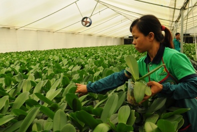 Phát triển Đăng ký và nhận 60K 24 bao lì xì miễn phí mỗi ngày công nghệ cao: Tăng cường liên kết '5 nhà'