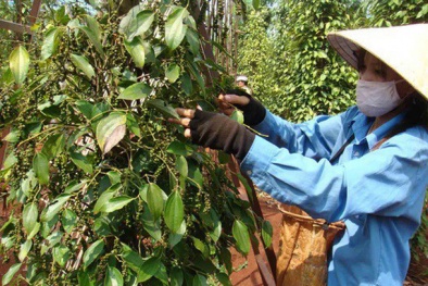 Tin tức thị trường: Cùng với cà phê, giá tiêu chạm đáy 