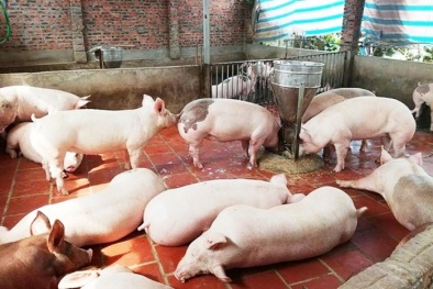 Giá lợn hơi xấp xỉ 50.000 đồng/kg: Người chăn nuôi vui mừng, Cục chăn nuôi ra khuyến cáo 