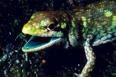 Kỳ lạ loài thằn lằn máu xanh ở New Guinea