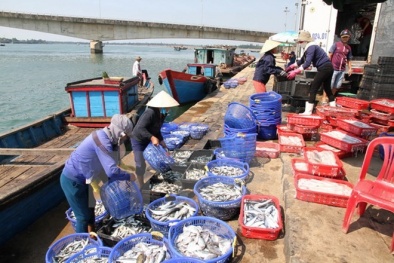 Hải sản 4 tỉnh miền Trung an toàn, nuôi trồng và kinh doanh trở lại bình thường