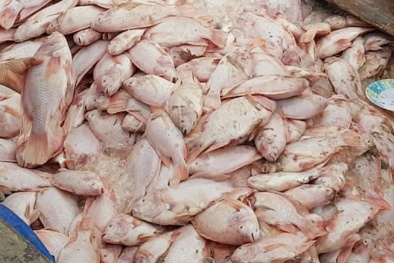 Phát hoảng vì hàng trăm tấn cá đến kỳ thu hoạch bất ngờ chết trắng sông La Ngà