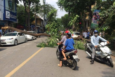 Hà Nội: Ô tô Lexus bất ngờ bị cây phượng cổ thụ cao 18 m bật gốc đè trúng