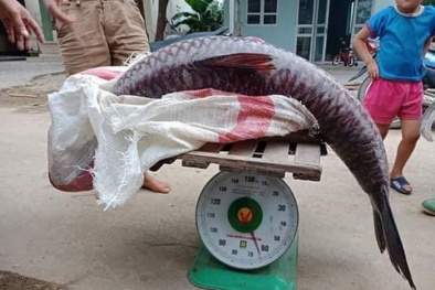Cá trắm đen ‘khủng’ hơn 60kg sa lưới ngư dân trên hồ Thác Bà, đại gia xuống tiền ngay