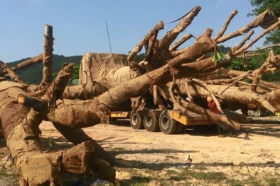 Vụ vận chuyển cây ‘quái thú’: Khẩn trương cấp phép vận chuyển trước 15/6