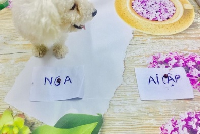 Kết quả World Cup 2018 Nga vs Ai Cập: Chó 'tiên tri Đao Đao' dự đoán bất ngờ 