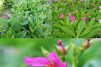 Cây sâm đất vừa ăn vừa trị bệnh thần kỳ, trồng cực đơn giản tại nhà