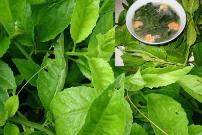 Cây rau bầu đất ăn cực ngon, chữa bệnh hiệu quả ai cũng có thể trồng