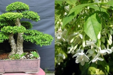 Kỹ thuật trồng cây mai chiếu thủy mang phong thủy tài lộc cho gia chủ