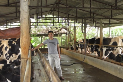 Vắt sữa bò ra... ô tô