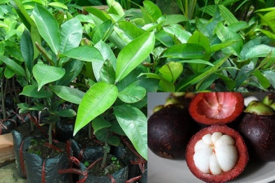 Kỹ thuật trồng cây măng cụt cho quả sai trĩu cành vô cùng đơn giản