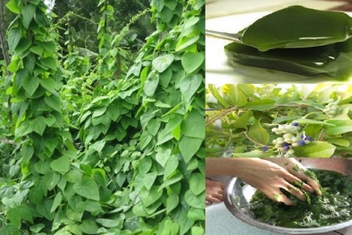 Kỹ thuật trồng cây sương sâm làm dược liệu quý cho cả Đăng ký và nhận 60K 24 bao lì xì miễn phí mỗi ngày