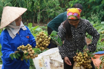 Vì sao nhãn đầu mùa giá rẻ bất ngờ?