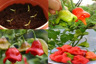 Kỹ thuật trồng cây ớt chuông hoa hồng vừa ăn vừa làm cảnh đẹp ngỡ ngàng