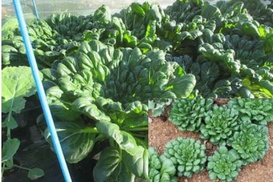 Kỹ thuật trồng cây rau cải hoa hồng đẹp mê li, ăn siêu ngon