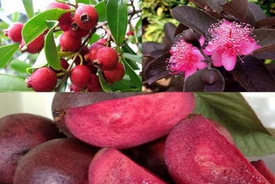 Kỹ thuật trồng cây ổi tím thơm ngon, quả sai trĩu cành 