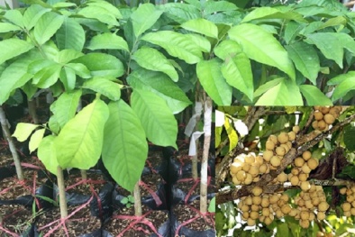 Kỹ thuật trồng cây Bòn Bon Thái năng suất cao, cải thiện Sòng Bài Trực Tuyến 13Win.com Đăng ký và nhận 60K 24 bao lì xì miễn phí mỗi ngày