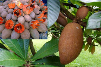 Kỹ thuật trồng cây hồng xiêm ruột đỏ thơm ngon, năng suất vượt trội