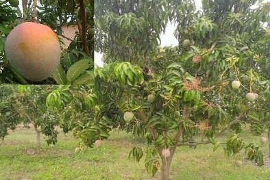 Kỹ thuật trồng cây xoài Úc quả to tròn, thơm ngon