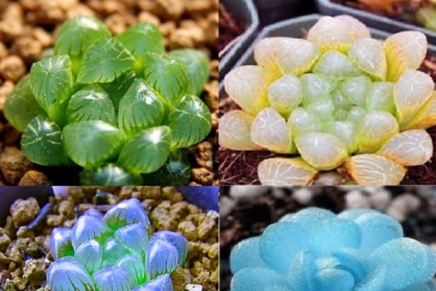 Kỹ thuật trồng cây sen đá kim cương mang may mắn, hút tài lộc 