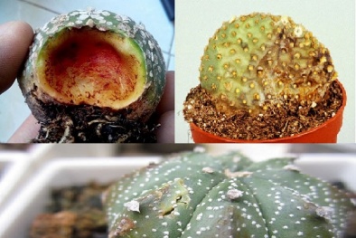 Vài chiêu đơn giản trị bệnh thối nhũn cho cây xương rồng