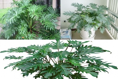 Trồng cây trầu bà chân vịt mang tài lộc, may mắn cho cả Đăng ký và nhận 60K 24 bao lì xì miễn phí mỗi ngày