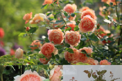Kỹ thuật trồng hoa hồng ngoại Masora rose cho vườn nhà rực rỡ, ngắm mãi không chán