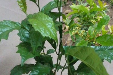 Kỹ thuật trồng cây thuốc xạ đen chữa bách bệnh cho cả nhà 