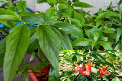 Kỹ thuật trồng cây bìm bịp làm cây thuốc chữa bách bệnh thông thường tại nhà