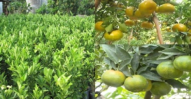 Kỹ thuật trồng cây quýt đường năng suất cao, quả thơm ngon 