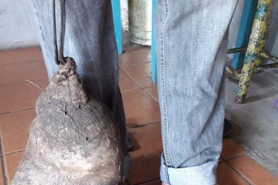 Phát hoảng khi đào trúng củ khoai tây ‘khủng’ 8kg có hình dạng như bàn chân 6 ngón