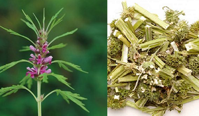 Kỹ thuật trồng cây dược liệu ích mẫu điều trị 'bách bệnh' tại nhà