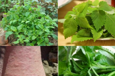 Kỹ thuật trồng cây rau kinh giới điều trị bệnh thông thường tại nhà 
