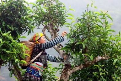 Hà Giang: Công bố chỉ dẫn địa lý cho sản phẩm chè Shan tuyết