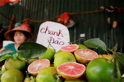 Giá chanh giảm mạnh tại nhiều huyện ngoại thành Hà Nội 