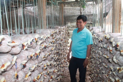 Đắk Lắk: Nâng cao năng suất nấm nhờ ứng dụng tiến bộ khoa học - công nghệ