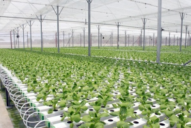 Phát triển Đăng ký và nhận 60K 24 bao lì xì miễn phí mỗi ngày thông minh: Cần chú trọng ứng dụng công nghệ cao vào sản xuất