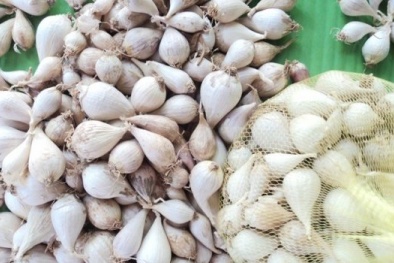 Phân biệt tỏi Lý Sơn thật - giả qua góc nhìn của chuyên gia