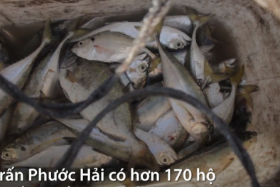Ngư dân Bà Rịa - Vũng Tàu kiếm tiền triệu sau vài giờ đi biển