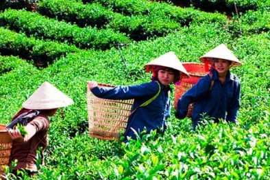 Khuyến cáo xuất khẩu chè sang Liên minh châu Âu đảm bảo quy định